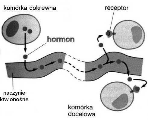 Na sygnał reagują tylko te komórki, które mają y dla cząsteczek