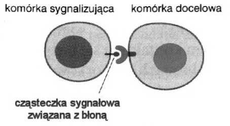 błona komórkowa (błonowy) Funkcje a błonowego: rozpoznanie i związanie