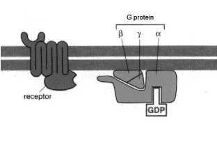 Transdukcja sygnału przy udziale białka G błona komórkowa białko G aktywowana podjednostka α efektor 1 4 2 5 efektora aktywowane podjednostki białka G 3 6 in białka G i efektora Transdukcja sygnału