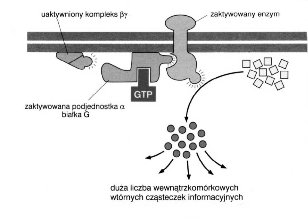 Szlak cyklazy adenilanowej - cyklaza adenilanowa ATP (wtórnych przekaźników) Liczne cząsteczki wtórnych przekaźników aktywują inne białka efektorowe w różnych rejonach komórki (wzmocnienie i