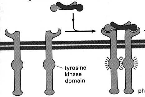 zaktywowana cyklaza adenilanowa in efektora Wtórne przekaźniki aktywują kinazy białkowe, które fosforylują różne białka w komórce, zmieniając ich własności.