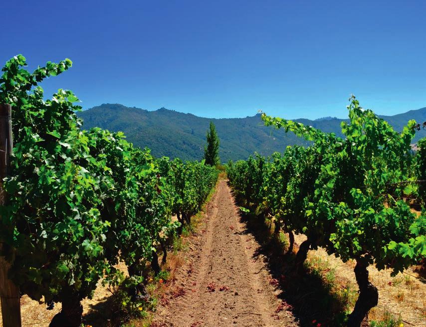 Wina Chile Chile Chile jest nie tylko drugim najważniejszym krajem winiarskim kontynentu, lecz także jednym z najstarszych.