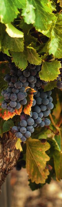 Isla Negra Reserva Moscato Temperatura podania: 8-10 C Wina Chile 13 99 białe słodkie, 750 ml (1,87 zl/100 ml) Intensywnie owocowe wino z kwiatowymi nutami pochodzące z Doliny Centralnej najbardziej