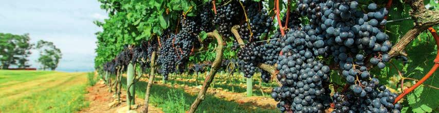 Argentyńskie winnice pokrywają prawie 230 tysięcy hektarów, a niektóre z nich są położone najwyżej na świecie, nawet na wysokości około 3000 m 