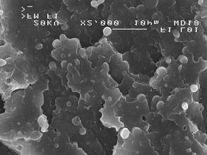 SEM PBT40% /LDPE 60%: a) x300, b) x2000 Fig. 1. SEM PBT40% /LDPE 60%: a) x300, b) x2000 kulisty kszta³t o wielkoœci cz¹stek poni ej 10 µm.