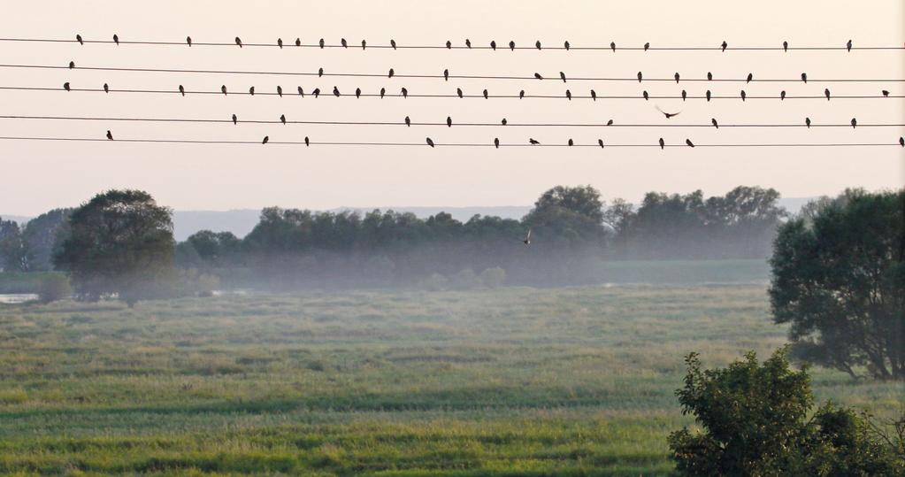 34 Oknówki i dymówki, the House Martins and the Barn Swallows, Delichon urbicum, Hirundo rustica w której się gnieździ, ani udział powierzchni zalesionych, których ptak ten ewidentnie unika, nie