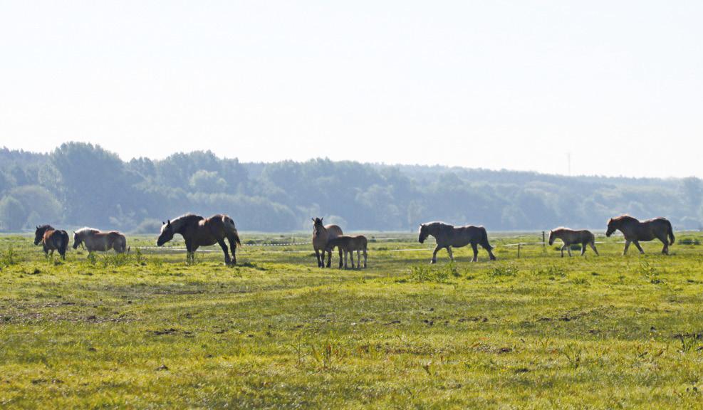 49 ptaków na działkach ornitologicznych i kontrolnych, zasadny wydaje się wniosek o konieczności rewizji użytkowania rolniczego w ramach wariantów ptasich w programie rolnośrodowiskowym.