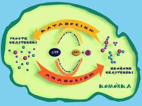 Ogół przemian biochemicznych, które zachodzą w komórce składają się na jej metabolizm. Wyróżnia się dwa antagonistyczne procesy metabolizmu: anabolizm i katabolizm.