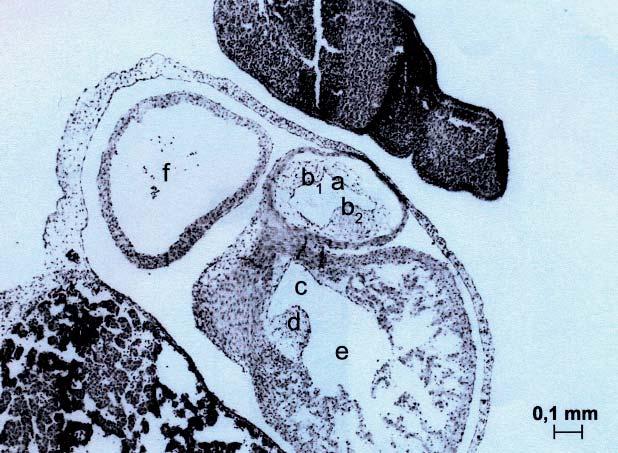 Figure. 4. Horizontal section of embryo at stage 13, H + E: a trucus arteriosus, b1 and b2 conotruncal crests, c atrioventricular canal, d endocardial cushion, e right ventricle, f right atrium.