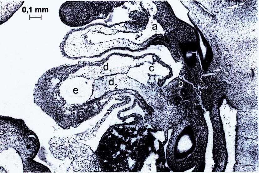 Figure 6. Sagittal section of embryo at stage 14, H = E: a aortic sac, b pulmonary bud with vascular net, c right atrium, d1 and d2 fused endocardial cushions, e right ventricle. Rycina7.