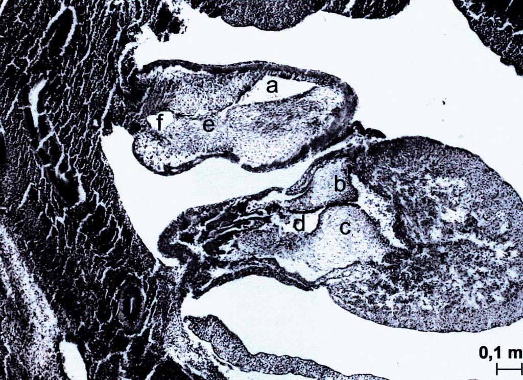 f aorta. Figure 8.
