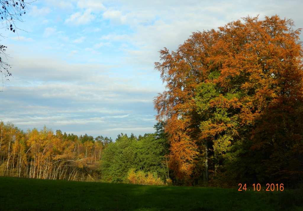 53 Fot. nr 80 (80-82).