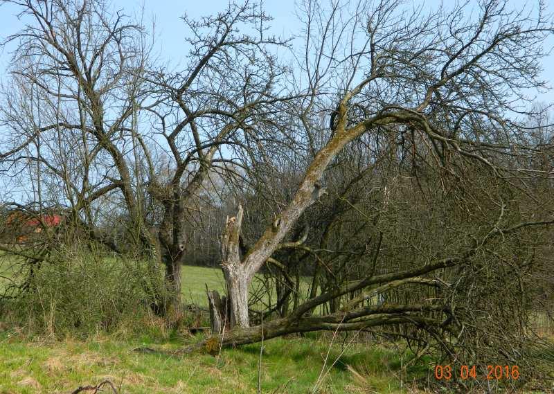 64 Fot. nr 102.