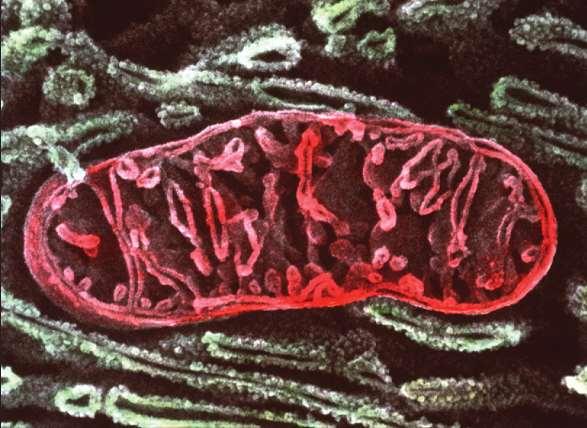 MITOCHONDRIA są obecne w prawie wszystkich komórkach eukariotycznych mają wielkość od 2 do 8 mm owalny kształt błonę zewnętrzną i wewnętrzną grzebienie mitochondrialne macierz mitochondrialną Meschia