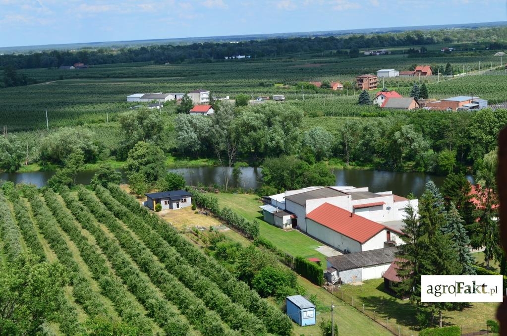 https://www. Duży odsetek gospodarstw w woj. mazowieckim stanowią sady.