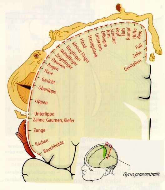 Mapa topologiczna o podobnej strukturze, jak mapy tworzone przez sieci Kohonena, powstaje w korze mózgowej