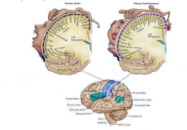Podobnie jak w sieci Kohonena w obszarach otaczających bruzdę Rolanda na powierzchni kory mózgowej wytwarza się mapa topologiczna sygnałów z