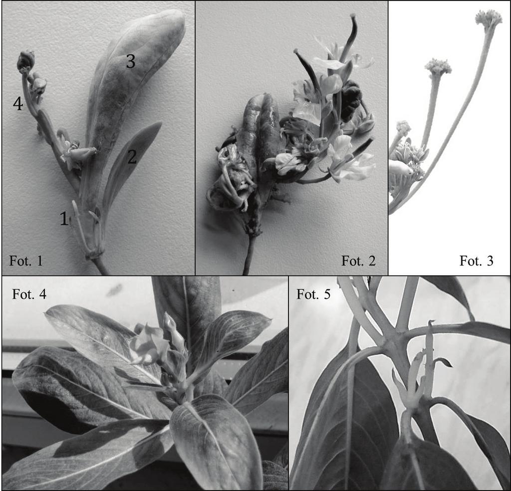 10 Research on phyllody vector transmission / Badanie przenoszenia fyllodiozy u przez piewiki hodowli nabywczej, którą utrzymywano jako hodowlę ciągłą zaobserwowano postępującą adaptację skoczków do