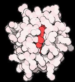 cytochromowa mitochondria produkują protony