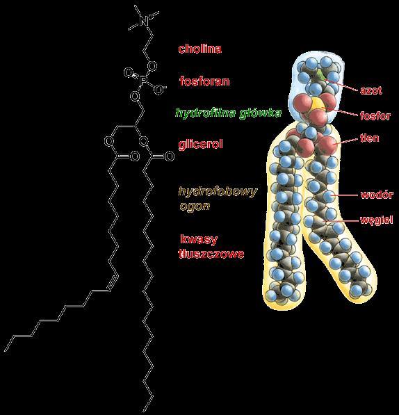 lub dwuwarstwowość synteza lipidów