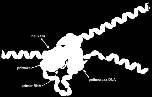 REPLIKACJA DNA kierunek powielania nowe nici DNA TEM chromosomu bakteryjnego powielanie rozpoczyna się w