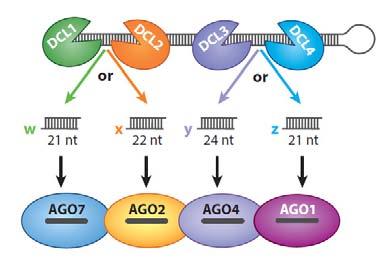 U roślin w biogenezie mirna i sirna uczestniczą różne białka DCL AtDCL1 mirna DCL1 Arabidopsis thaliana: DCL1 21nt mirna AGO1/7/10 DCL2 22nt