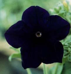 Manipulacja ekspresją genu syntazy chalkonowej: zmiana pigmentacji kwiatów w petunii CHS Dzikie kwiaty petunii zawierają antocyjaniny nadające purpurową