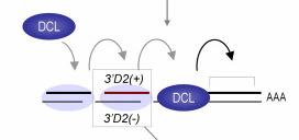 Z jednego genu TAS powstaje wiele cząsteczek tasirna miejsce cięcia pierwotnego transkryptu przy udziale mirna kluczowe dla zapewnienia specyficzności tasirna; DCL4 zaczyna ciąć prekursor dokładnie