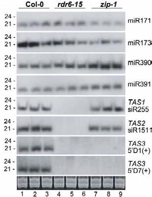Zaburzenia biogenezy tasirna zaburzenia rozwoju mutacja rdr6-15: brak tasirna Arabidopsis 4 rodziny genów TAS TAS1 i TAS2 tasirna PPR TAS3 tasirna