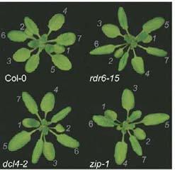 dcl4 i tas3, przyspieszają zmiany rozwojowe przyspieszone przejście z fazy juwenilnej do dorosłej: wydłużone liście, wywinięte pod spód d brzegi