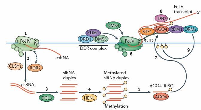 Polimerazy RNA IV i V uczestniczą w transkrypcyjnym wyciszaniu genów Polimeraza RNA IV uczestniczy w biogenezie sirna. Haag J.R., Pikaard C.S.