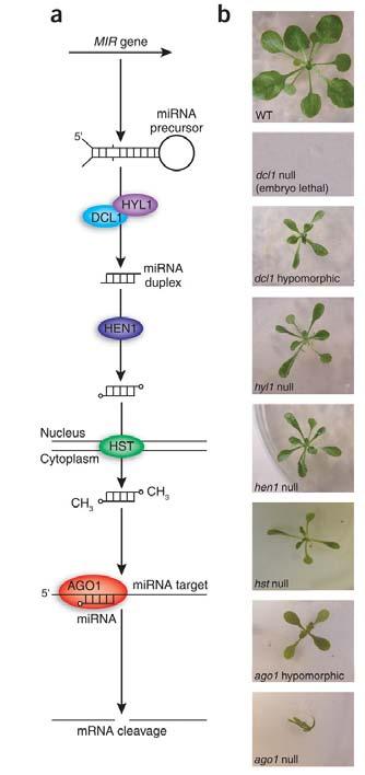 Biogeneza mirna u roślin transkrypcja DNA pri-mirna HYL1: oddziaływanie z DCL1 cięcie cie mirna mirna* HEN1: metylotransferaza, metylacja mirna/mirna mirna* HST (HASTY( HASTY): eksport
