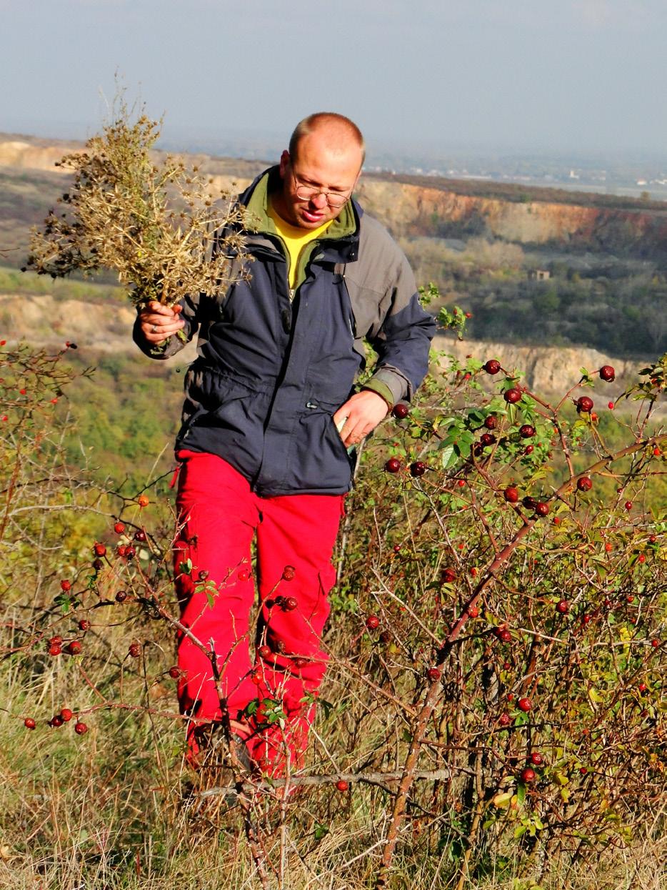 Rośliny towarzyszące człowiekowi w średniowiecznym Krakowie Marcin W. Woch EDUKACJA BIOLOGICZNA I ŚRODOWISKOWA 3/2013 9 Plants accompanying of human in the medieval Kraków Marcin W.