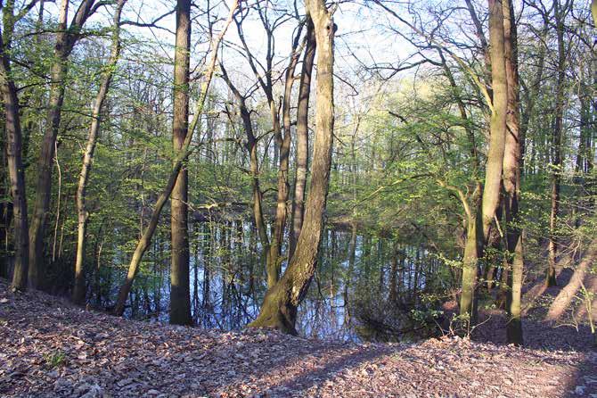 Ryc. 2. Największy krater impaktowy w rezerwacie Meteoryt Morasko (fot. J. Muszyńska) Fig. 2. The largest impact crater in the Morasko Meteorite reserve (photo J. Muszyńska). nia) natrafiono na duży metaliczny okaz.