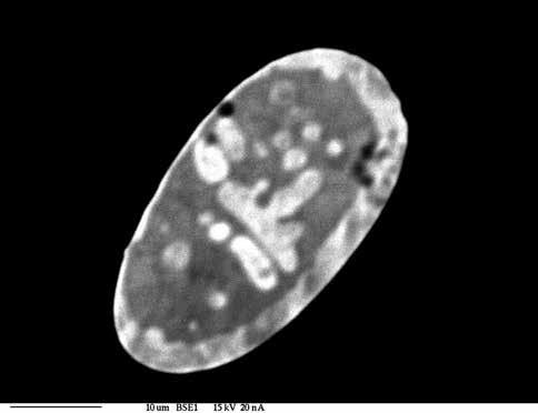 Ryc. 7. Przekrój reliktu rhabdytu z plamistą budową, odzwierciedlającą różnice w składzie chemicznym. Silnie zwietrzały meteoryt. Obraz BSE Fig. 7. Cross-section of relict rhabdite with spotty texture, reflecting differences in chemical composition.