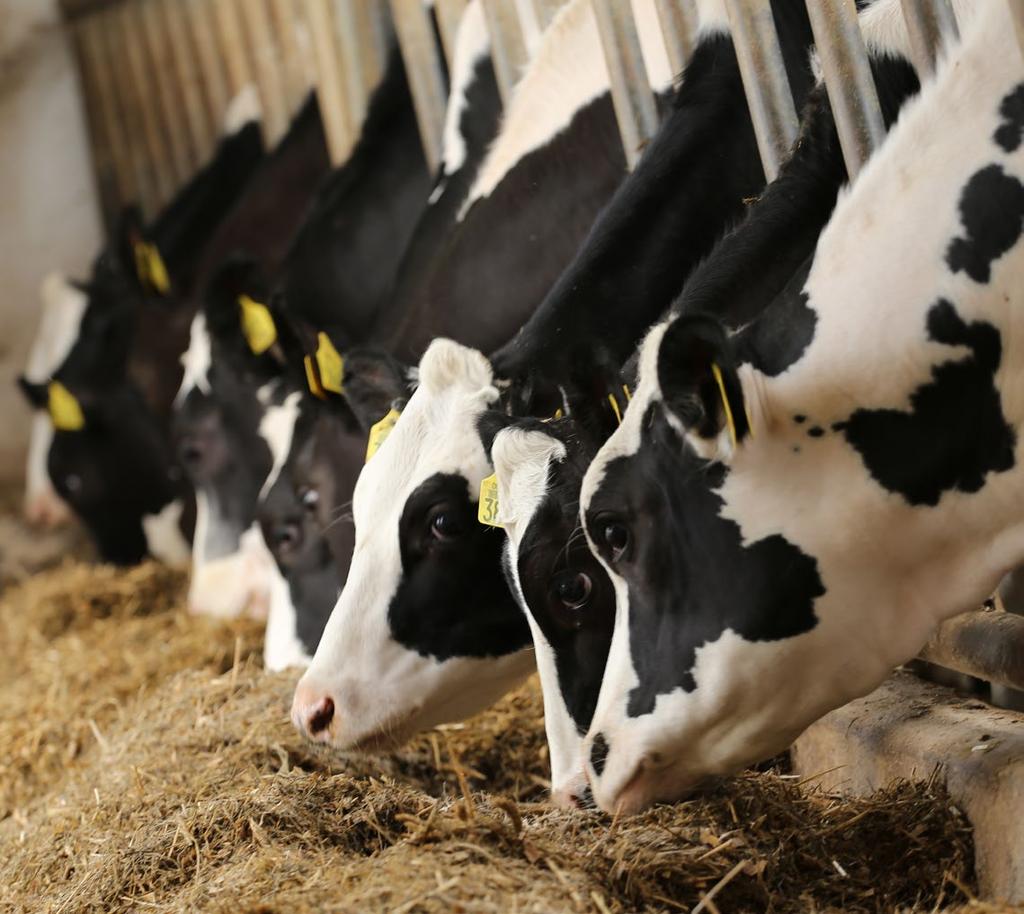 raport STADO (RW-1) WYNIKI STADA - SPRAWOZDANIE OKRESOWE Zbiorcza informacja o: produkcji mleka przeciętnych wynikach za ostatnie 12
