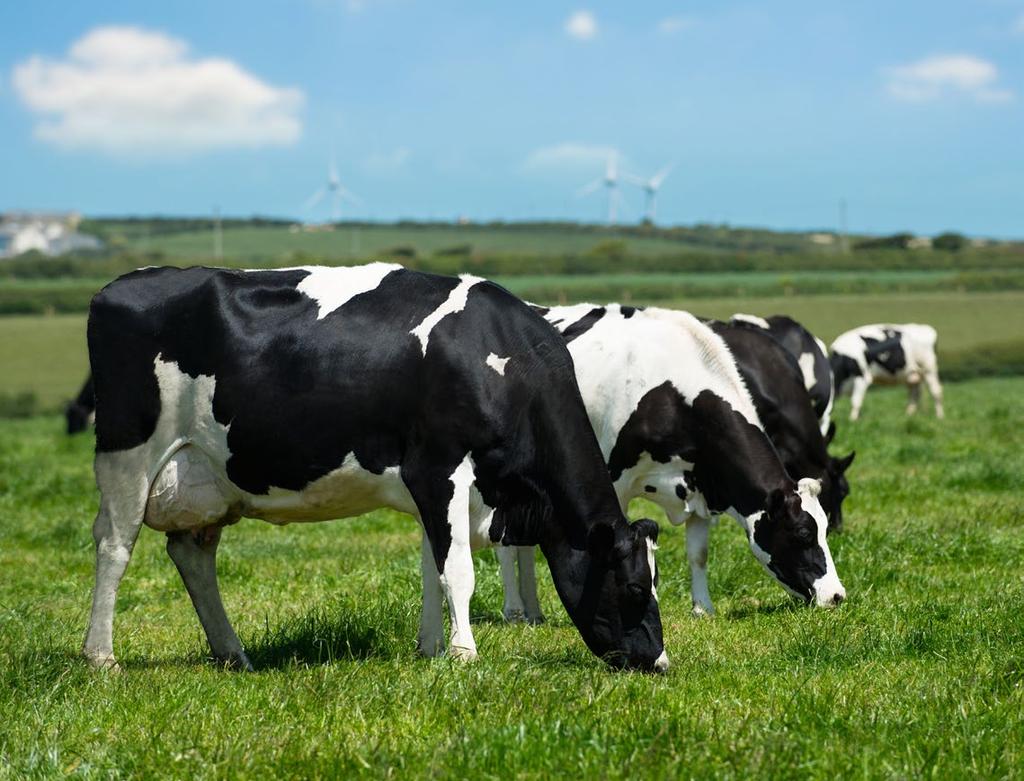4 PAMIĘTAJ! Koszty żywienia, a więc koszty produkcji lub zakupu pasz, a także koszty ich zadawania stanowią 40-60% kosztów produkcji mleka.