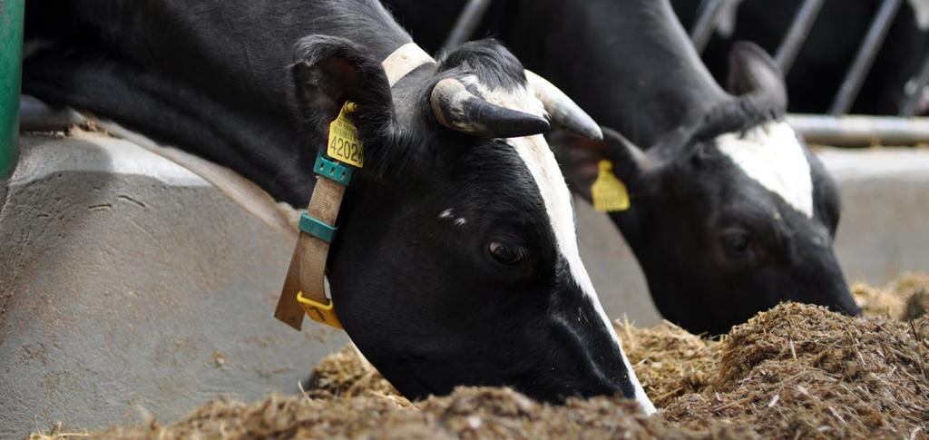 Podstawowe zasady prawidłowego żywienia bydła mlecznego 7 prawidłowe zbilansowanie dawki paszowej, zgodne z zapotrzebowaniem zwierzęcia na wszystkie składniki pokarmowe zadawanie odpowiedniej ilości