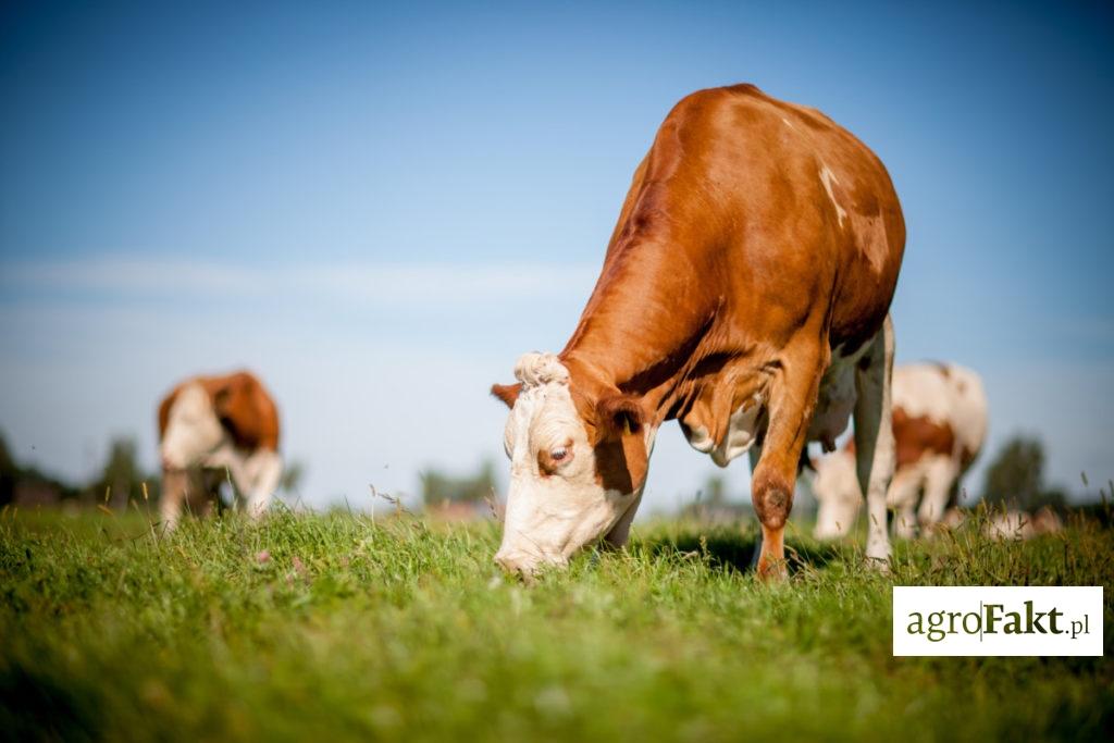 .pl https://www..pl Młoda trawa Krowy podczas doby na pastwisku pobierają około 20-30g magnezu. Pobranie niestety ma niewiele wspólnego z wchłanianiem.