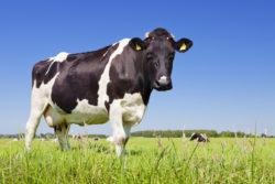 .pl https://www..pl Niekorzystne warunki atmosferyczne Krowy podczas chłodnych i wietrznych dni niechętnie chodzą, mają mniejszy apetyt.