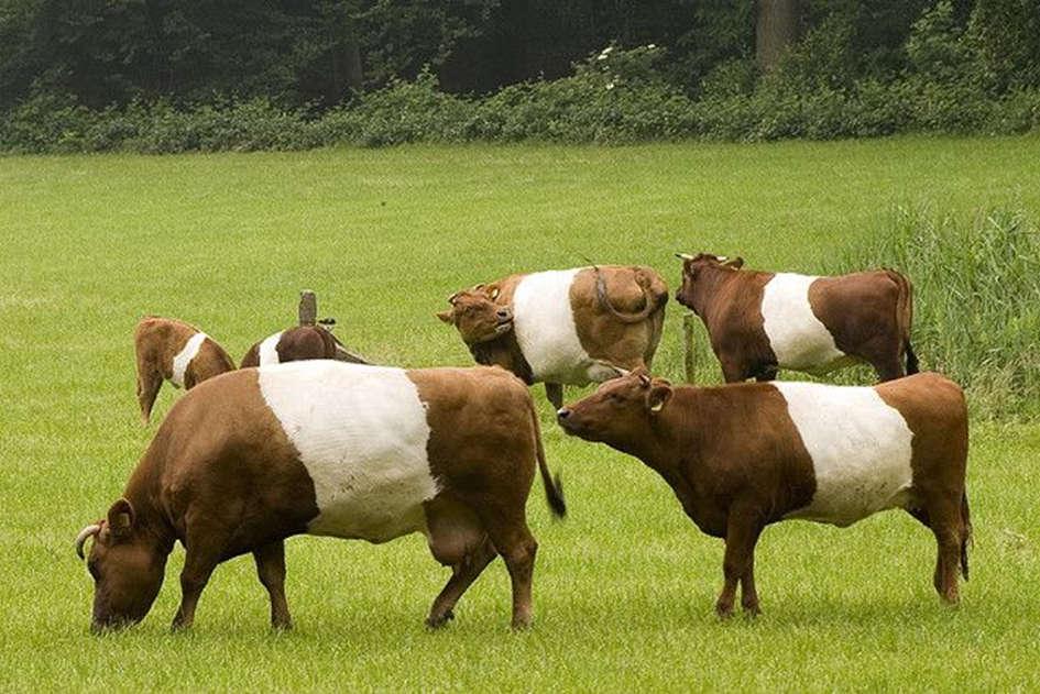 Holenderskie bydło Lakenvelder charakterystyka rasy Fot. 2. Krowy Lakenvelder odmiany czerwono-białej Fig. 2. Lakenvelder cows of red-and-white variety (pinterest.