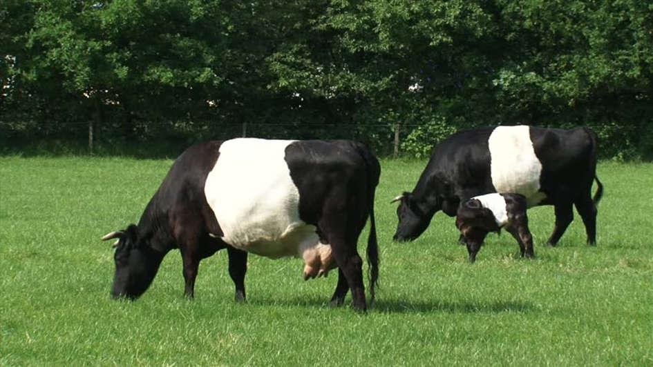 Fot. 3. Krowy rasy Lakenvelder na pastwisku Fig. 3. Lakenvelder cows on pasture (shutterstock.