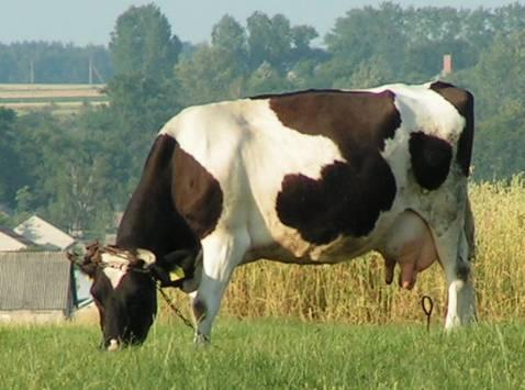 Efekt cieplarniany Gazy cieplarniane: CO 2, metan, para wodna, ozon pochłaniają