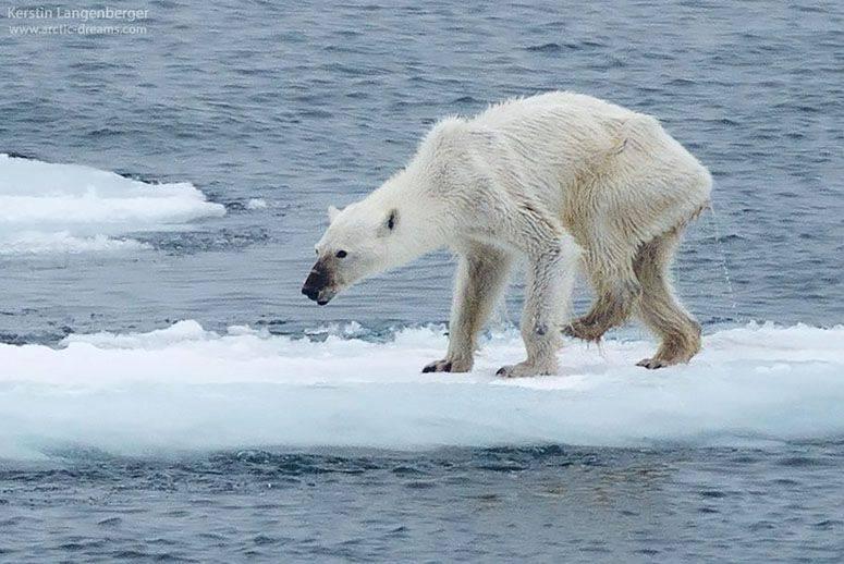 Konsekwencje Ekosystem arktyczne: niedźwiedzie polarne Wzrost temperatury utrudnia