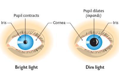 Adaptacja oka możliwa dzięki skurczom mięśni gładkich tęczówki zmniejszenie średnicy