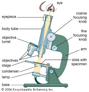 Mikrokop złożoy Obiektyw krótka ogikowa f o (duża moc optycza), zajduje ię bliko preparatu Okular ogikowa f