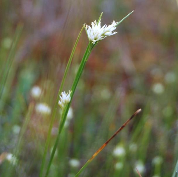 Fot. 2. Przygiełka biała Rhynchospora alba (fot. A. Błońska, 12.08.2015) Фот. 2. Очеретник белый Rhynchospora alba (фот.: A. Блoньска, 12.08.2015) Photo 2. White beak-sedge Rhynchospora alba (phot.