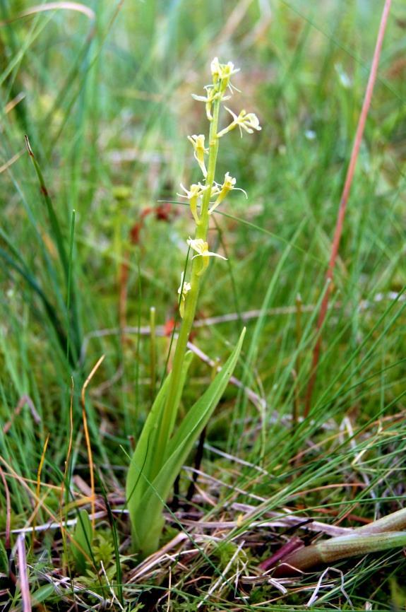 2015) tietum caninae), turzycy obłej (Caricetum diandrae), a także bobrka trójlistkowego i torfowca obłego (Menyantho trifoliatae-spagnetum teretis) (HALABOWSKI, BŁOŃSKA, 2015; HALABOWSKI, 2016).