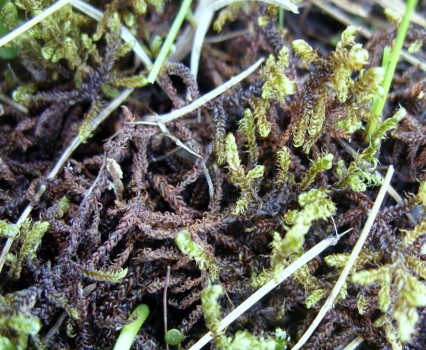 kowaty (S. papillosum), frędzlowaty (S. fimbriatum), jednoboczny (S. subsecundum), kończysty (S. fallax), nastroszony (S. squarrosum), obły (S. teres), ostrolistny (S. capillifolium), pierzasty (S.