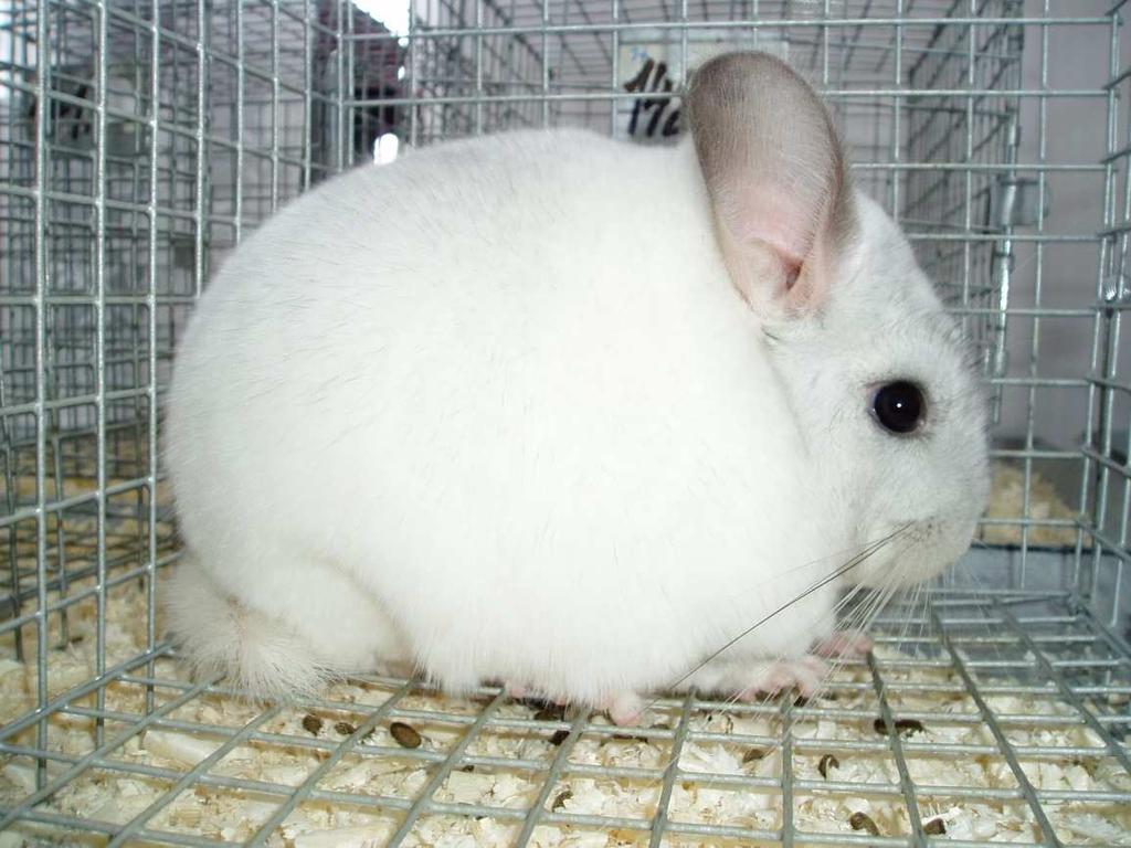 Standard chinchilla Fot. 2.